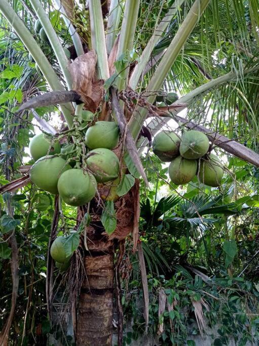 Puerto Viejo de TalamancaGreen Papaya别墅 外观 照片